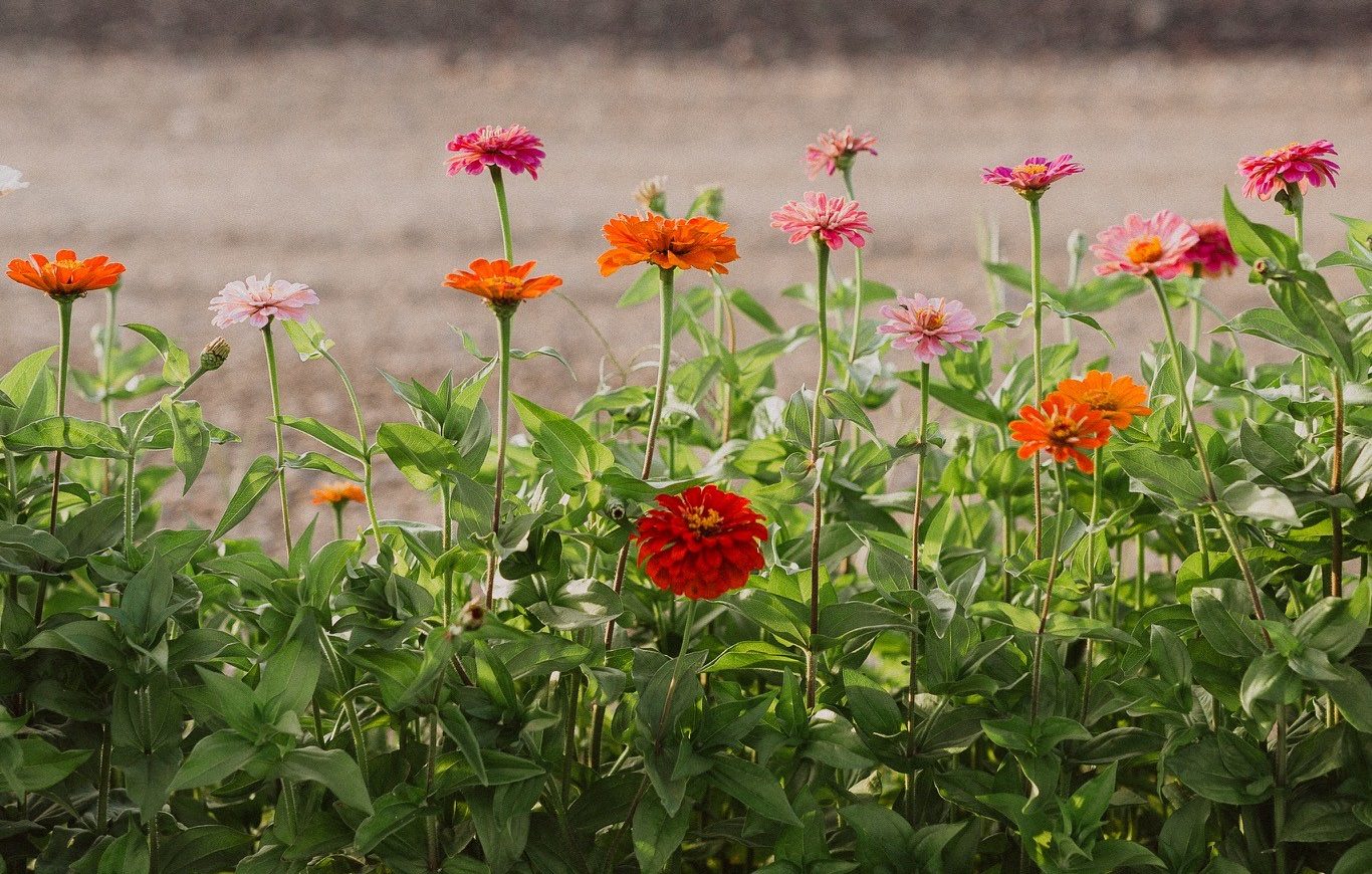 Vineyard Flower Box Stand