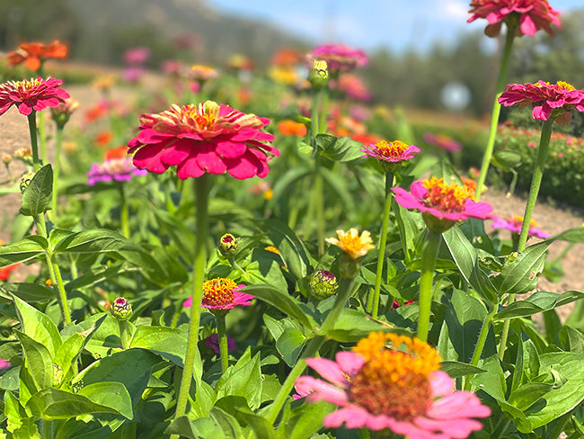 The 2022 U-Pick Zinnia Farm is open