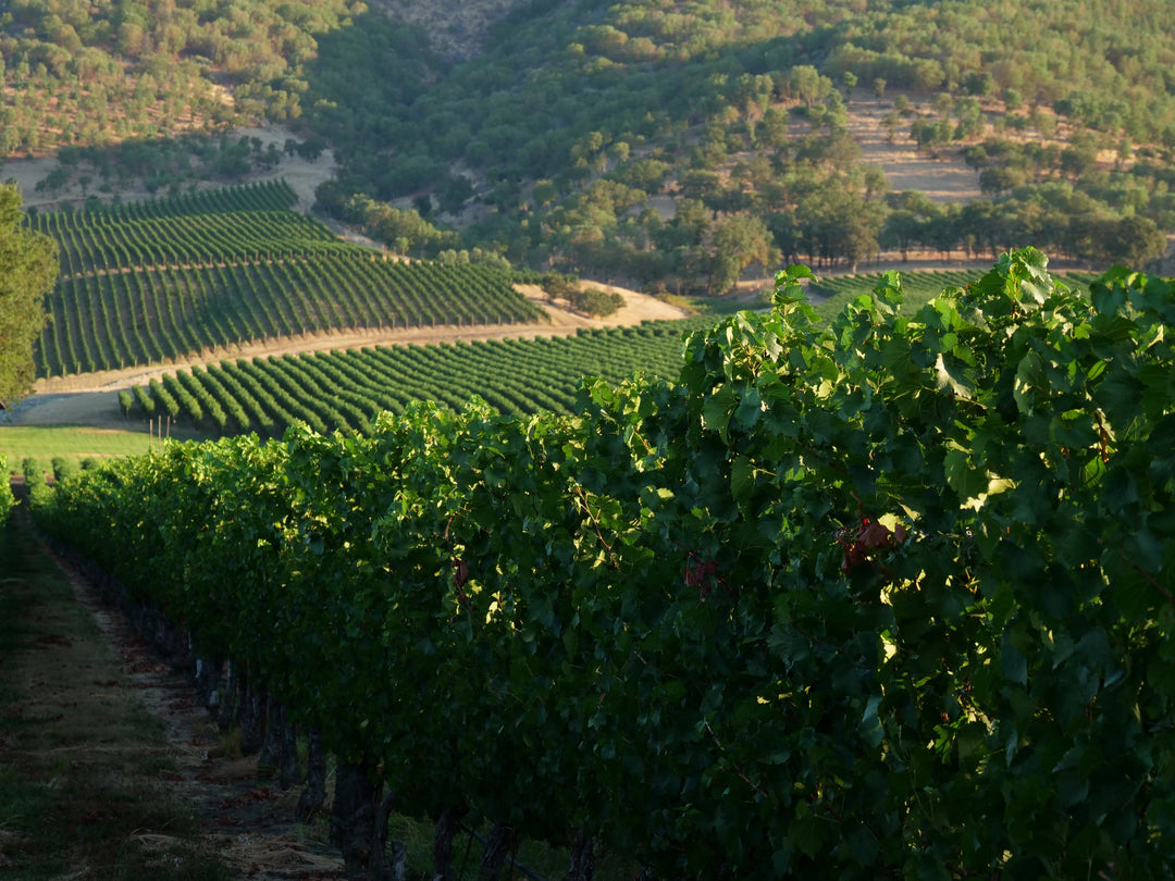 Why Southern Oregon Wine Country Is Unlike Anywhere Else on the West Coast?