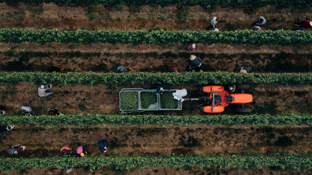 Harvest 2022