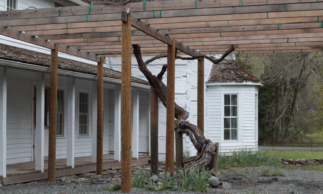 Old Vine at Birdseye Ranch –