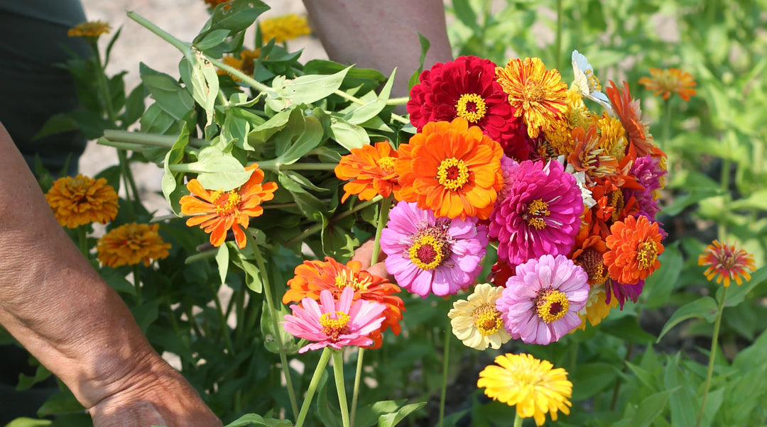 Del Rio Vineyards Flower It Forward Zinnia Farm Opens