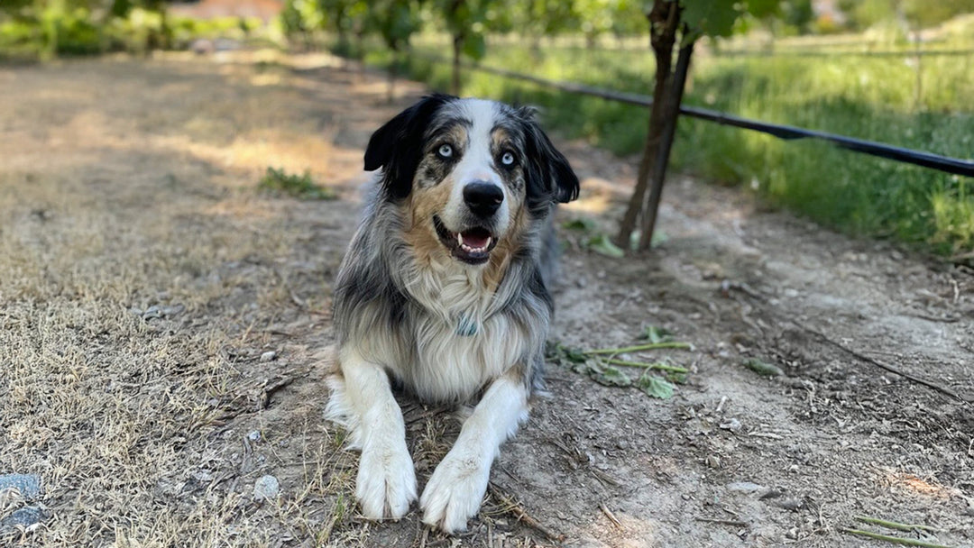 Del Rio Vineyards Announces New CEO, Teddy