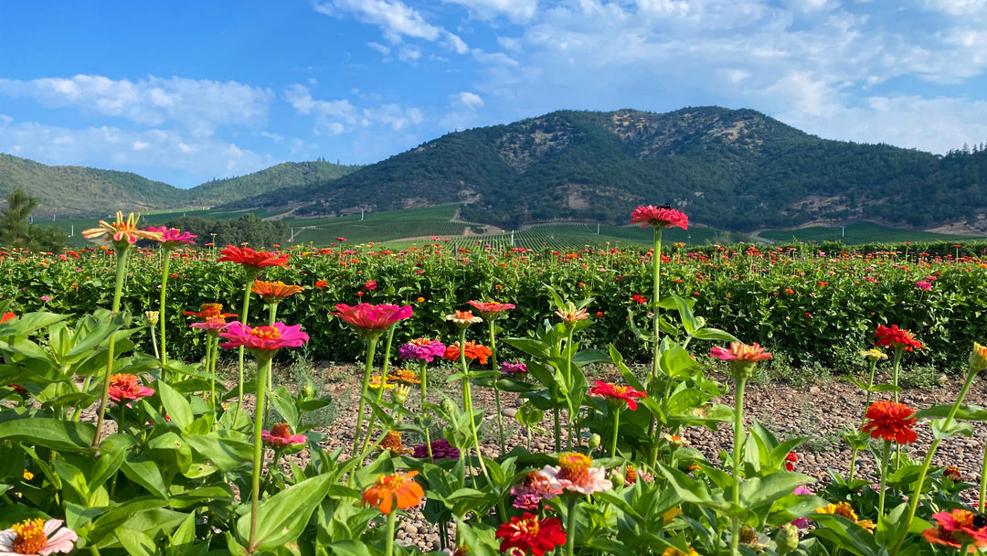 Zinnia field