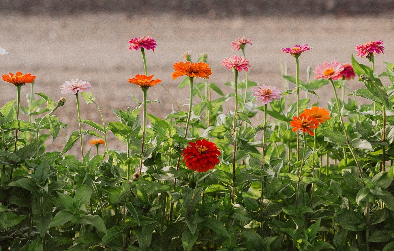 Flower it Forward Zinnia Garden