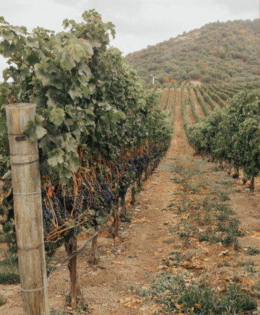 Wine Tasting for Beginners | Southern Oregon Guide