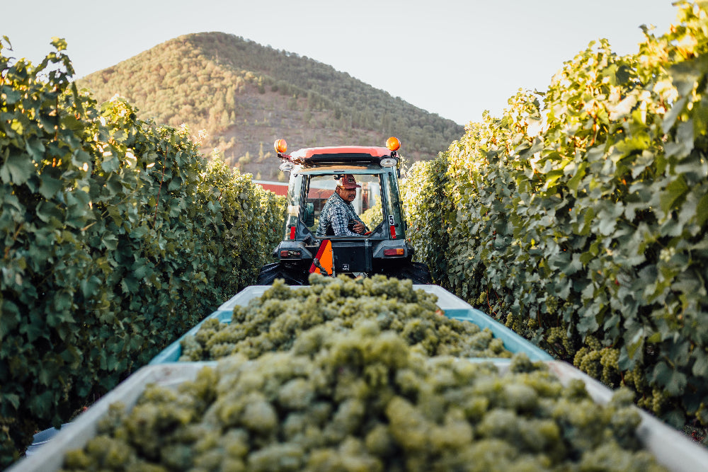 A tractor drives through a vineyard row, carrying bins filled with harvested green grapes. A person is visible inside the tractor cab, with a hill in the background.